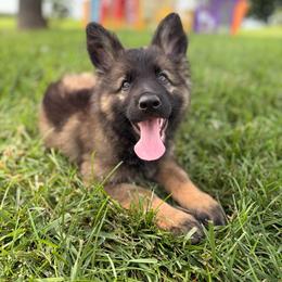 No collar female - Sable female German Shepherd puppy in Osco, Illinois from Sonnenhügel Kennel, LLC