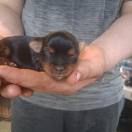 Harmony - Black and tan female Yorkshire Terrier puppy in Jacksonville, Arkansas from Royal Yorkie Terrier