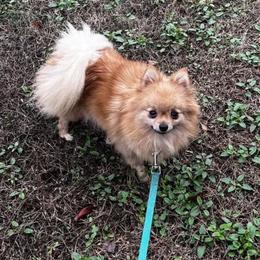 Caramel - Pomeranian
