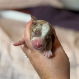 Barley - Dapple male Dachshund puppy in Lebanon, Tennessee from Thomas Homestead and Rabbitry