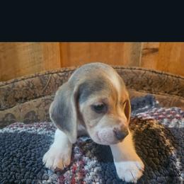 Yellow Collar - Blue tan and white male Beagle puppy in Knoxville, Tennessee from River Valley Hounds
