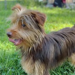 Tuff - Yorkshire Terrier