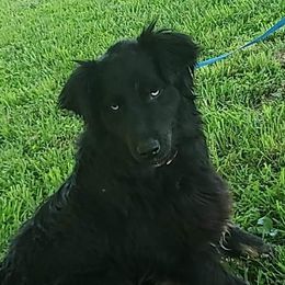 Swayze  - Australian Shepherd