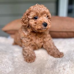 Tyler - male Cavapoochon puppy in Natural Bridge, Virginia from Rockbridge Puppies