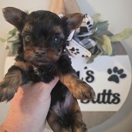 Ocean - Black and tan male Yorkshire Terrier puppy in Clermont, Florida from Bella's Prissy Butts