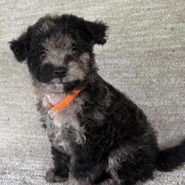 Female Six - Black & tan female Maltipoo puppy in Chariton, Iowa from Mia Lucky Home