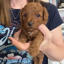 Gamora - Red  female Poodle puppy in Cedar City, Utah from Precious Paws Ranch