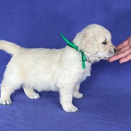 Golden Retriever Puppies from Cream of the Crop Kennel