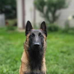 Porter - Red sable male Belgian Malinois puppy in Portage, Wisconsin from Rock 'n Wool Aussies & Malinois