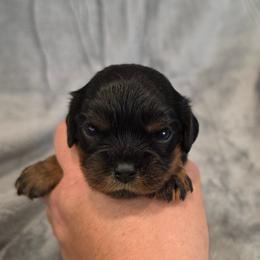 Julia - Black and tan female Cavalier King Charles Spaniel puppy in Romeoville, Illinois from KonopkaKennelsLLC