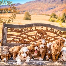 Bernedoodle, Goldendoodle, and Poodle Puppies from Doaks Creek Doodles