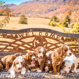 Bernedoodle, Goldendoodle, and Poodle Puppies from Doaks Creek Doodles
