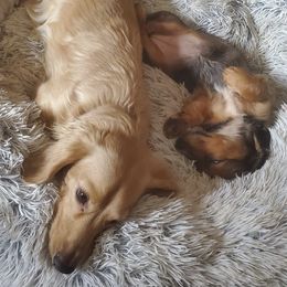 Dachshunds from Doxie Dasch