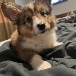 "Gimli (Ashe X Qirin)" Pembroke Welsh Corgi Puppies from Ohana Corgis Inc