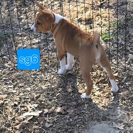 Solo girl 6 - Red and white female Basenji puppy in Caldwell, Texas from Candyce Witte