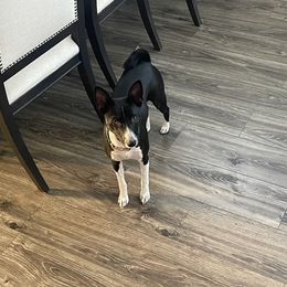 Basenji All Grown Up from Coachella Valley Basenjis