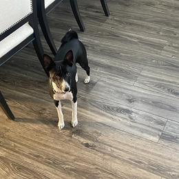 Basenji All Grown Up from Coachella Valley Basenjis