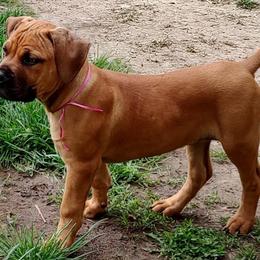 Pink female - Red female Boerboel puppy in Rockford, Illinois from Adoraboerboels