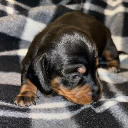 Fade - Black and tan male Dachshund puppy in Nashville, Tennessee from Dachshund Dreams (miniature)