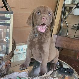 Black - Brown male Chesapeake Bay Retriever puppy in Merlin, Oregon from Creekside Chesapeakes