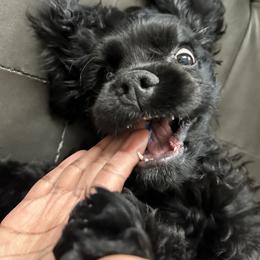 Cocker Spaniel Puppies from Anastasia Knight's Cocker Spaniels