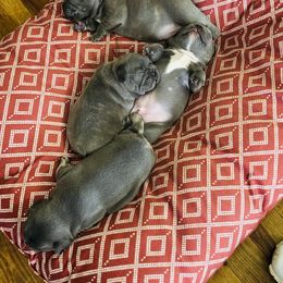 French Bulldog Puppies from Candice Thaggard