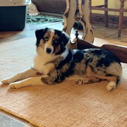 Okoye - Miniature American Shepherd