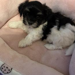Boy 1 - Black and white male Havanese puppy in Myrtle Beach, South Carolina from Arane Havanese