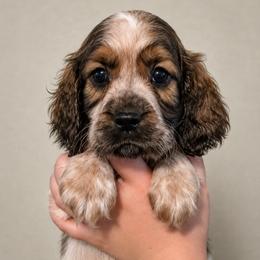 Graham - Liver and white male English Springer Spaniel puppy in Fort White, Florida from Thunderbird Springers