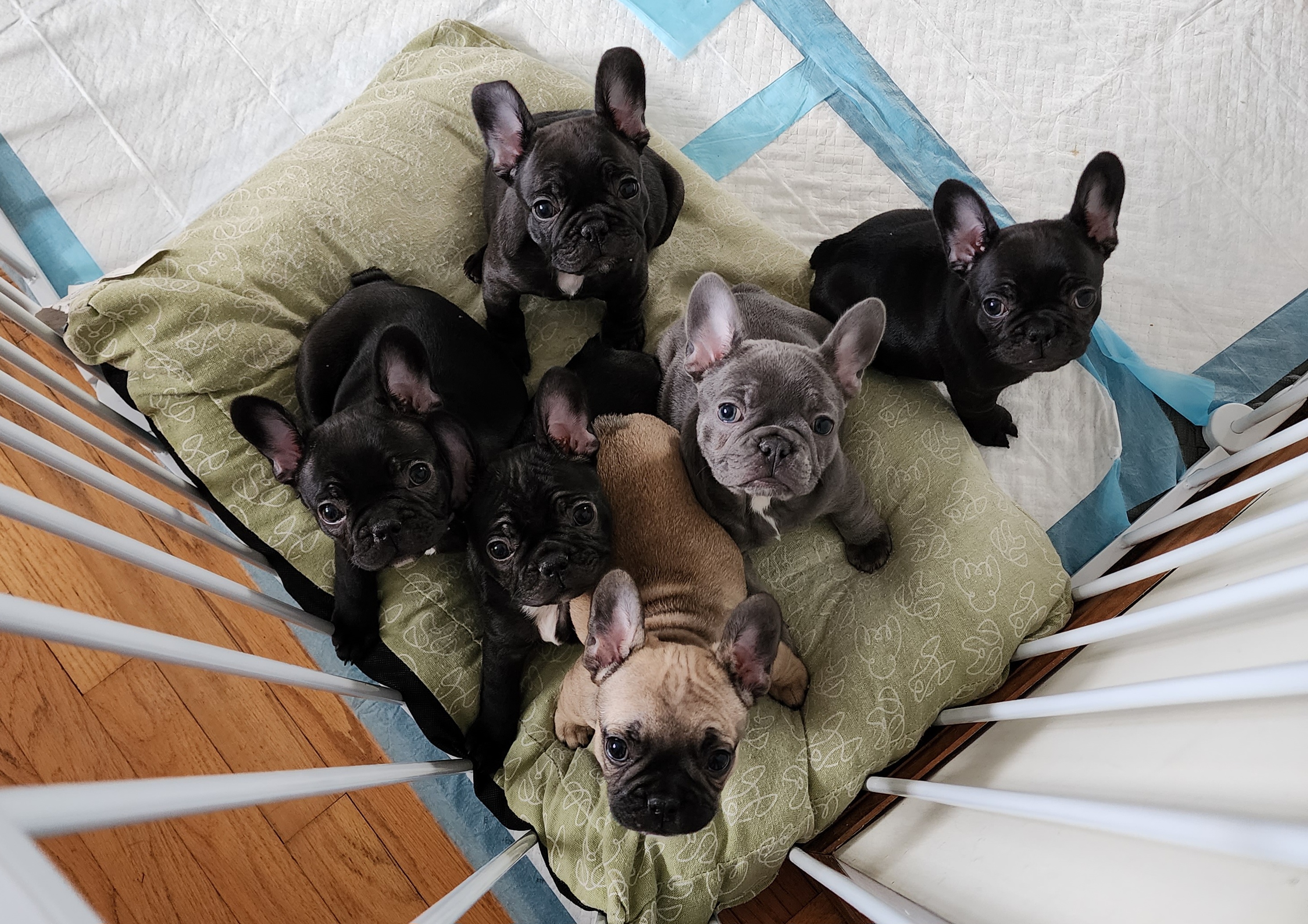French Bulldog Puppies from Fair Oaks Frenchies