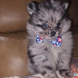 Hunnibunnies oreo blizzard - Blue merle male Pomeranian puppy in Cleveland, Ohio from Hunnibunnies