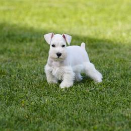 Denver - White male Miniature Schnauzer puppy in Snowflake / Phoenix, Arizona from Snowflake Schnauzers