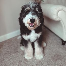 Suede - Bernedoodle