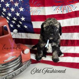 Old Fashioned - Sable male Cockapoo puppy in Mancelona, Michigan from Lavender poodles & doodles