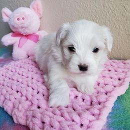 Maltese and Poodle Puppies from Poodle Perfection