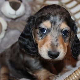 Girl 2 - Blue and tan female Dachshund puppy in Craig, Colorado from Rocky Mountain Shih Tzus and Dry Creek Miniature Dachshunds