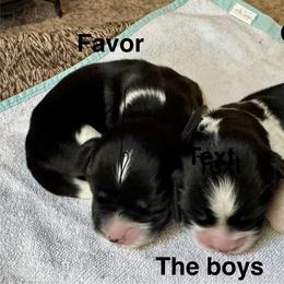 English Springer Spaniel Puppies from Carol Jansen's Cascadian Springer Spaniels