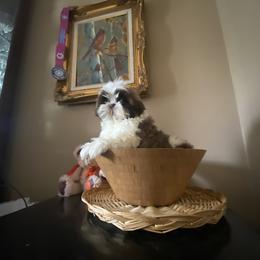 Boy 3 - male Shih Tzu puppy in Troy, Michigan from "Shihtzu Best Friend"
