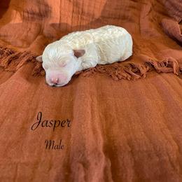 Jasper - Orange male Lagotto Romagnolo puppy in Minster, Ohio from 1880 Lagotto