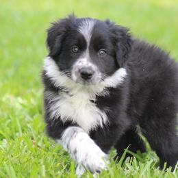 Black male - Black male Border Collie puppy in Tylertown, Mississippi from Cool Meadow Farms