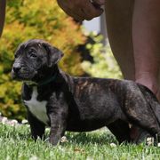 Light Blue Collar - Tiger female Perro de Presa Canario puppy in Pocahontas, Illinois from Cabeza Grande Kennel