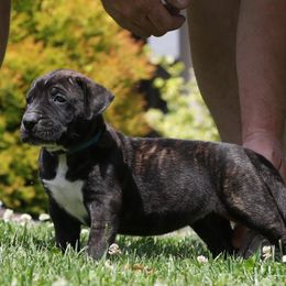 Light Blue Collar - Tiger female Perro de Presa Canario puppy in Pocahontas, Illinois from Cabeza Grande Kennel