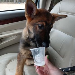 German Shepherd Puppies from Rammstein Kennels
