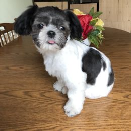 Lacey - Shorkie