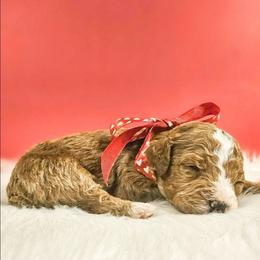 Kristoph - Tri-color male Bernedoodle puppy in Russell Springs, Kentucky from 270 Doodles
