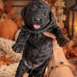 Spook - Black male Poodle puppy in Sacramento, California from Poodles & Pomeranians of Manila