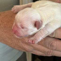 Girl 3 reserved - Light golden female Golden Retriever puppy in College Station, Texas from Golden Care Golden Retrievers