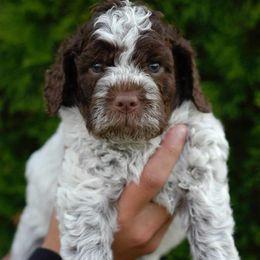 Girl 1 - Brown roan female Lagotto Romagnolo puppy in Arkansas from Skyfall and Morena