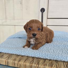 Sookie - Red  female Goldendoodle puppy in Floyd, Virginia from Hearts and Paws Poodles and Doodles