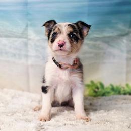 Bahama - White and blue merle female Border Collie puppy in Avilla, Indiana from Borderline Kennels